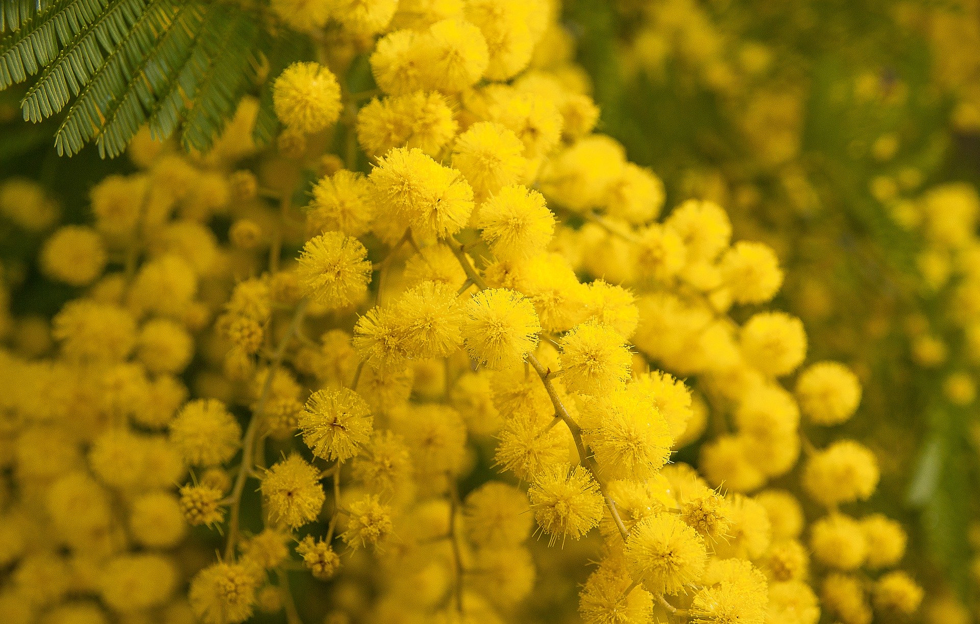 Mimosa, the iconic floral symbol of International Women’s Day in Italy ...